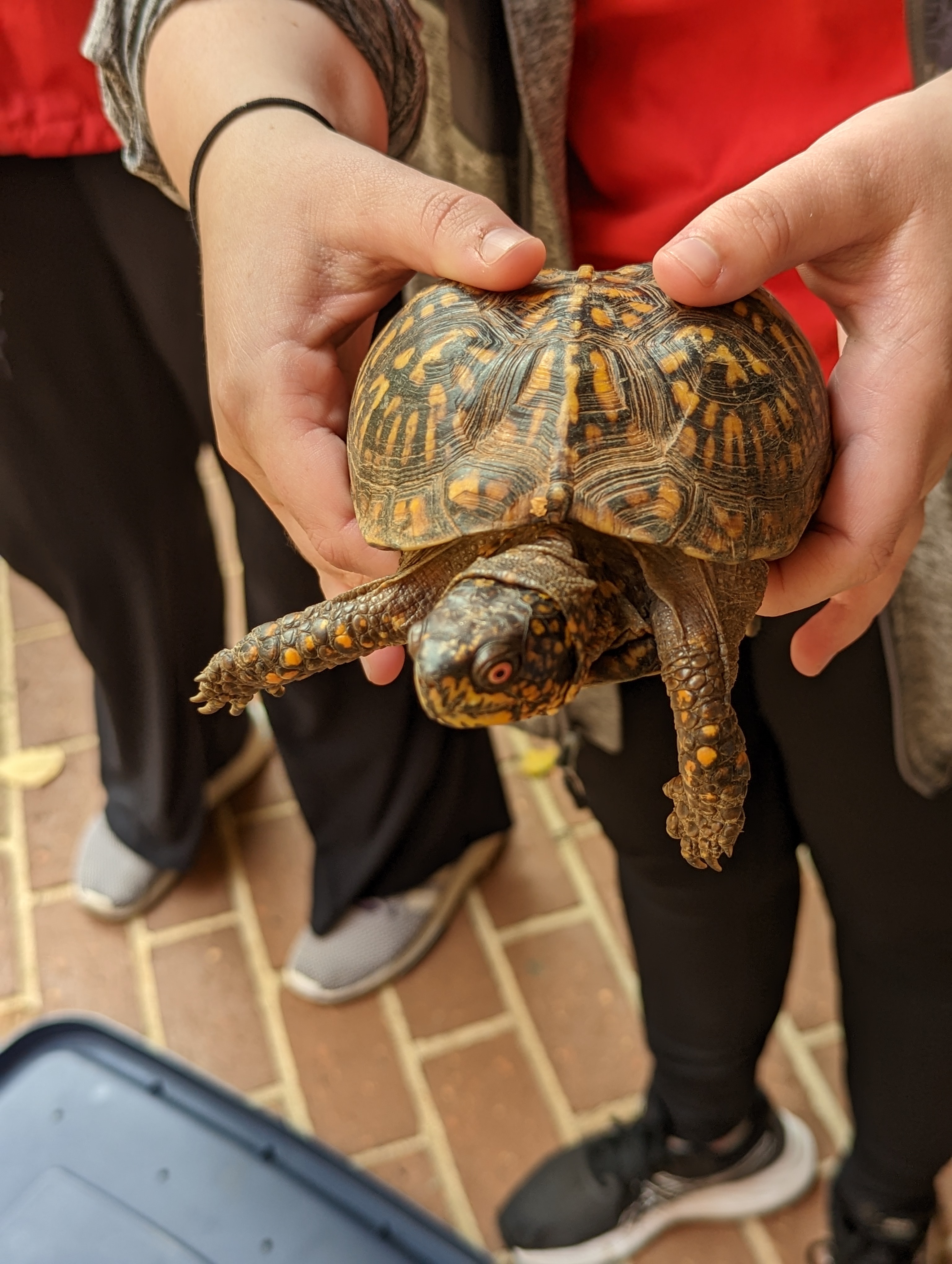 turtle being held out by a person