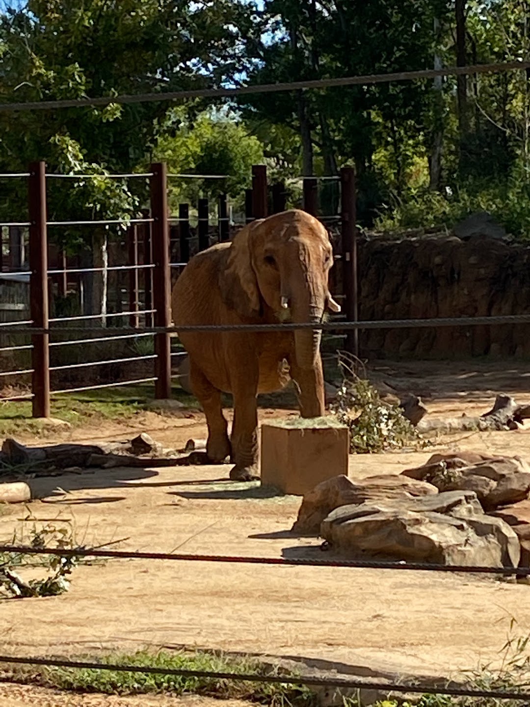 elephant eating food