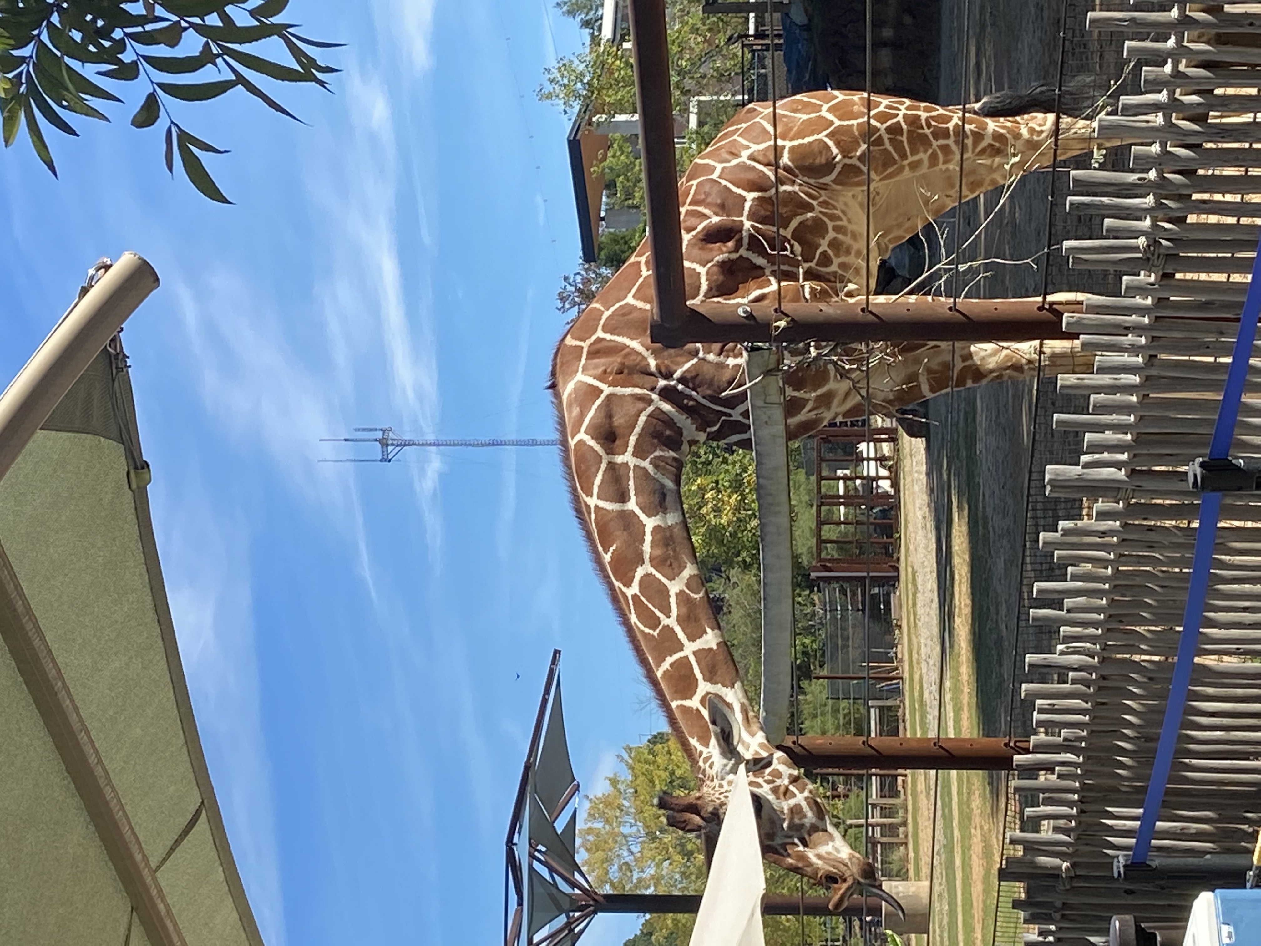 giraffe reaching over fence