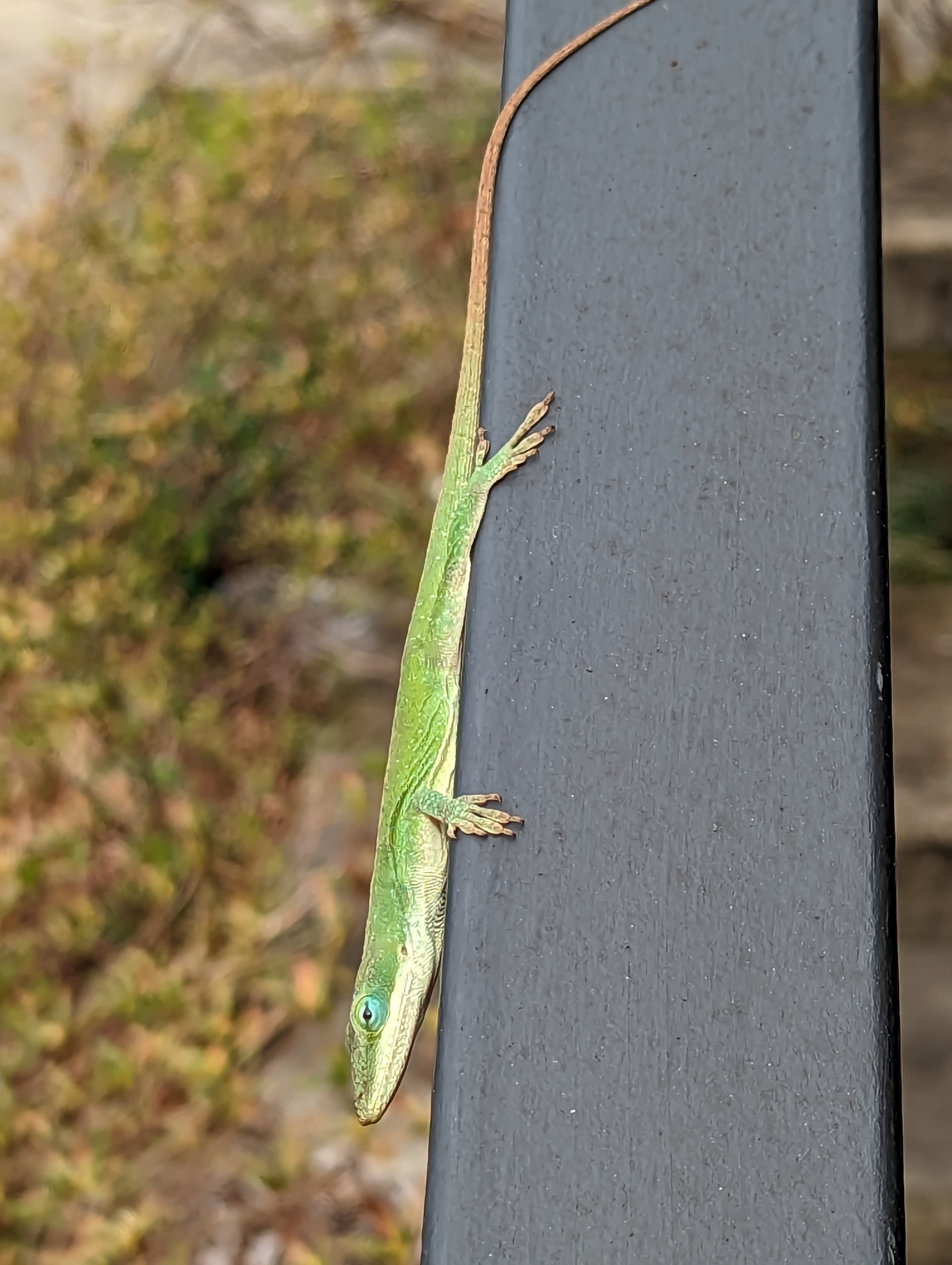 green anole laying out on railing