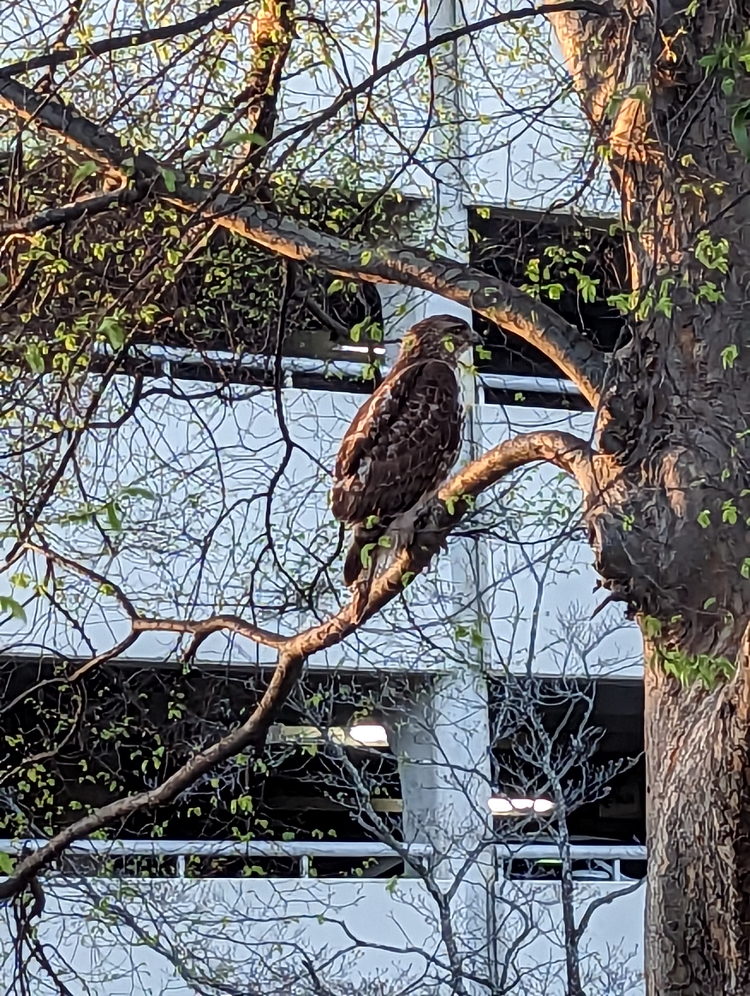 Red-tailed hawk perched on tree branch